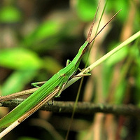 ΢���µ�С����