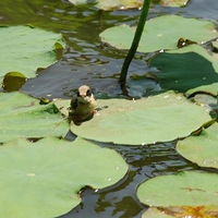 * �����ߣ�һֻСС�� *