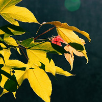 �㵴�Ϫ����Ӱ