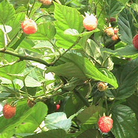 �������Ƿ������ǵ���Ӱ