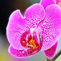 ��Щ����