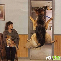 08����ţ��ЦͼƬ����