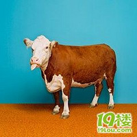 ��������Ф�����