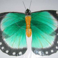 ���ֹ�����ʵ����� ˿��ʻ���� ���ƴ�С ����Ӣ������ ����ȸ�