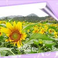 ��� �㹤�����Ƭ���տ������Ȼ��PL^_^