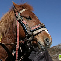 ָ��Ϊ����