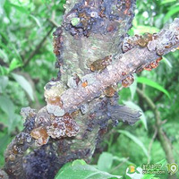 ɹɹ������ɫС��