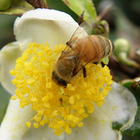 ����ʳ����,���Ͽո�һ��������ˮ�����������ʣ�����������Ŷ����ʵ��