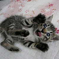 �׳�Сèд�棺���ı��ҵĿɰ��׵�Ŷ��