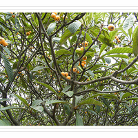 ��һ���ϴ���Ƭ