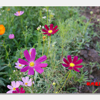 6��14���п������о�����Ƭ--�����껪