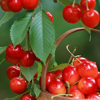 ������ȥ���γԵ�ˮ������ʳ��ࣿ��