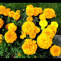 ��կ���� ������Ƭ