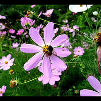 ��կ���� ������Ƭ