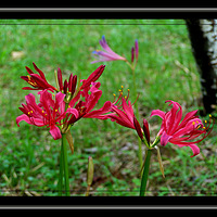 ֲ��԰��Ĺ���������