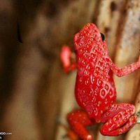 ��ת�ء����Ѵ�����ֲ��ϳ���ͼƬ