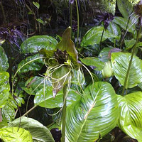 Ī�ﾰ�������