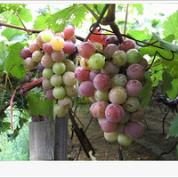 �ֽ�ժ����