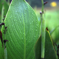 ������ˮPP