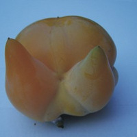 �Ҽ�����ժ�µ��Ը�ˮ��,�²¿���ʲô.����