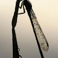 2009���Ӣ��Ұ��������Ӱ������Ʒ