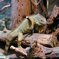 ץ����Ȼ�綯��ɰ���˲��