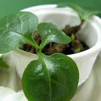 �Գ������� �̵�19����IN�Ŷ�������ʳ