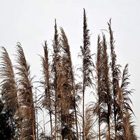 ���������ȥ�������ļ���