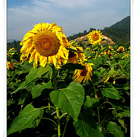 ���������̫��