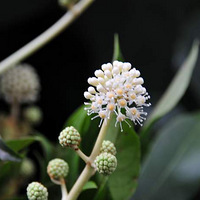 ��ɽ����