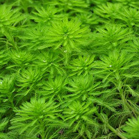 ����ˮ�ݻ����԰�