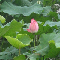 ���С��2010�걨�����������ͷ�����