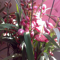 ��ޥ��˭Ҫѽ������Ƭ�ˣ�������
