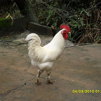 ������ũ���Լ�ɢ�����ڹǼ�