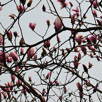 �ż���������