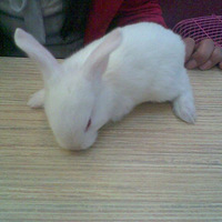 �ɰ���С��