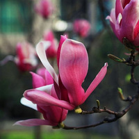 ҺͳиԼ᡿سѻ--й֮Լ