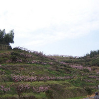 �����һ���