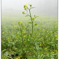 �μ��п�Ⱥ��һ�λС�ǡ����Ͳ˻�����ͷ ����������