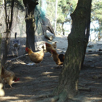 ʯ���������⵺