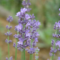 ͱɵ޹²ݿˣһӰĺõط