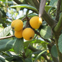 �������ڵ�ժ������Ƭ����