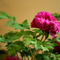 ��ɫ���� ����ͼ��