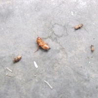 ɱ���Ƕ������˵���Ƭ��