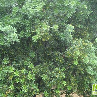 ��Ҧ��÷��ͼ��