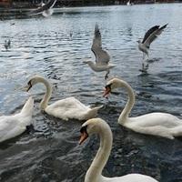 Ӣ���ݸ���Ҳ����������ʹ