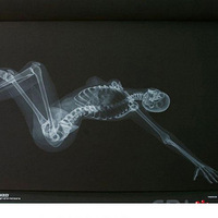 �ձ��Ƴ���Ů͸������