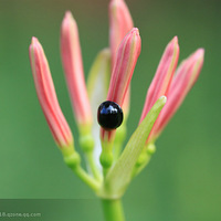 �Լ���Ӱ��Ʒ����