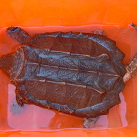 �Ҽ��и��󱦱��������ꡣ24������Ϲꡣ�м�����ô��