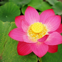 ���������Ⱦ�ĺɻ�~